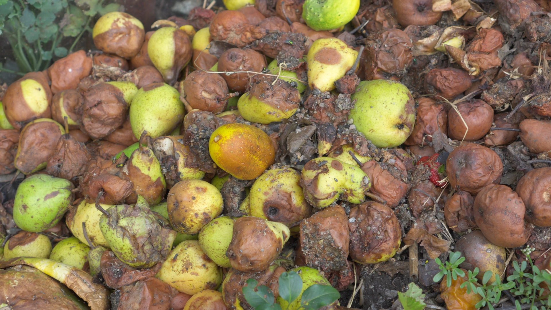 食品残さの回収