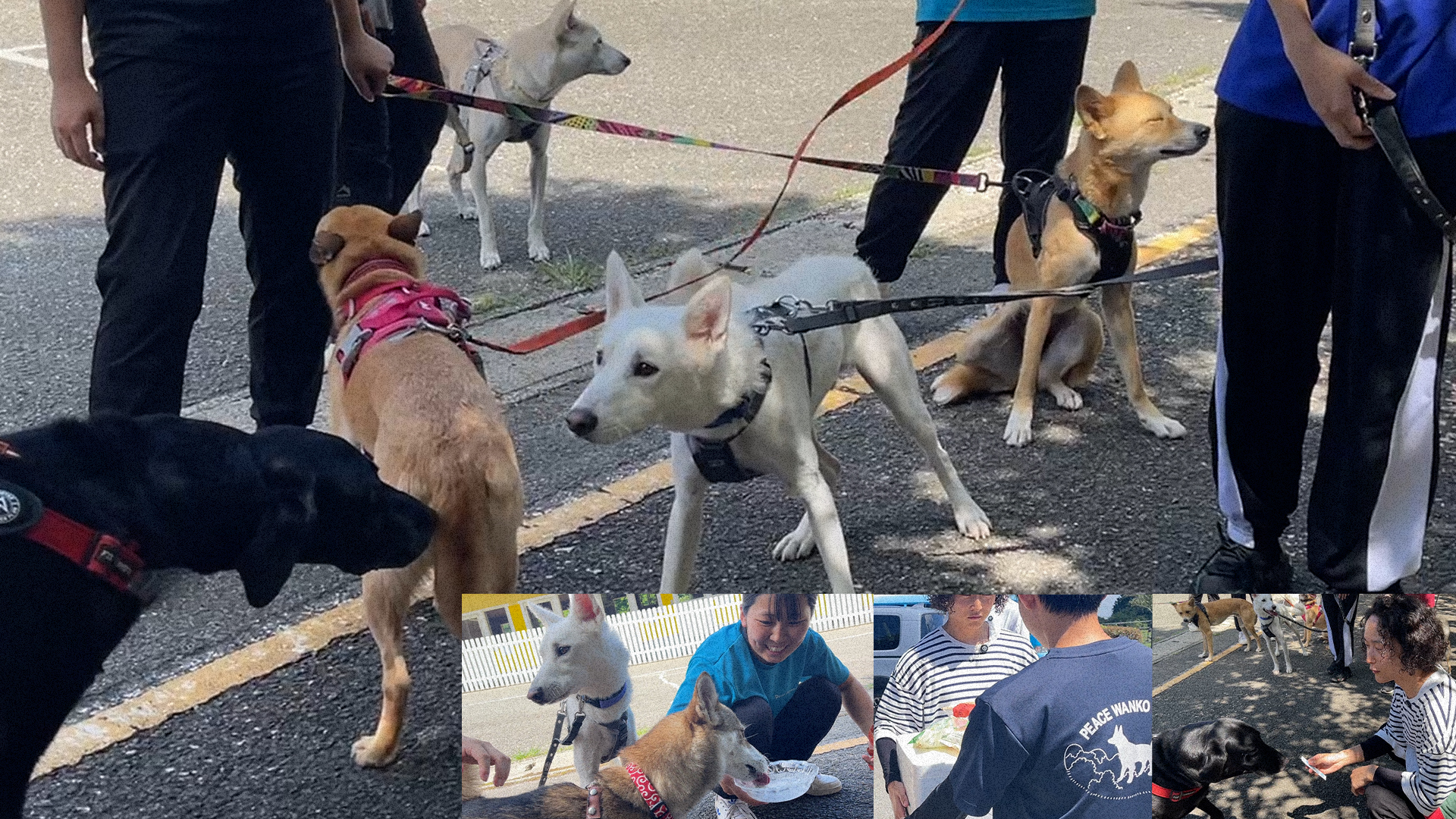 犬・猫の保護支援